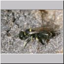 Crossocerus wesmaeli - Grabwespe 06 6mm mit Fliege.jpg